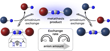 Graphical abstract: Anion-assisted amidinium exchange and metathesis