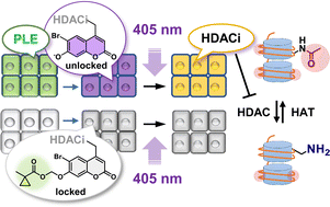 Graphical abstract: Elucidation of the working principle of a gene-directed caged HDAC inhibitor with cell-type selectivity