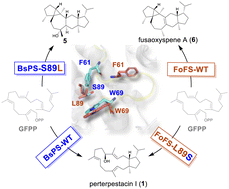 Graphical abstract: Chemical control over the conversion between bicyclic and polycyclic terpenes by fungal bifunctional terpene synthases