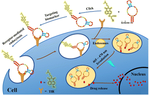 Graphical abstract: A photo-activated aptamer–drug conjugate for targeted drug delivery