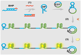 Graphical abstract: A universal rolling circle amplification for label-free and highly specific nucleic acid sensing