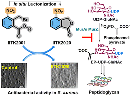 Graphical abstract: Nitroisobenzofuranone, a small molecule inhibitor of multidrug-resistant Staphylococcus aureus, targets peptidoglycan biosynthesis