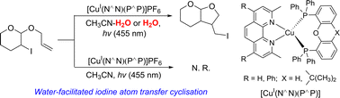 Graphical abstract: Promoting effect of water on light and phenanthroline–diphosphine Cu(i) complex-initiated iodine atom transfer cyclisation