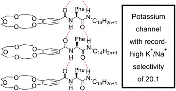 Graphical abstract: A K+-selective channel with a record-high K+/Na+ selectivity of 20.1