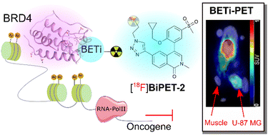 Graphical abstract: Bromodomain and extraterminal protein-targeted probe enables tumour visualisation in vivo using positron emission tomography