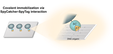 Graphical abstract: Orthogonal protein decoration of DNA nanostructures based on SpyCatcher–SpyTag interaction