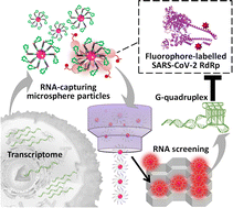 Graphical abstract: Endogenous G-quadruplex-forming RNAs inhibit the activity of SARS-CoV-2 RNA polymerase