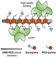 Graphical abstract: Targeted photothermal release of antibiotics by a graphene nanoribbon-based supramolecular glycomaterial