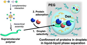 Graphical abstract: Supramolecular localization in liquid–liquid phase separation and protein recruitment in confined droplets