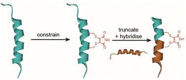 Graphical abstract: Rational design of Harakiri (HRK)-derived constrained peptides as BCL-xL inhibitors