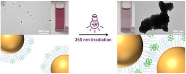 Graphical abstract: Highly efficient light-induced self-assembly of gold nanoparticles promoted by photoexcitation-induced aggregatable ligands