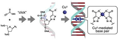 Graphical abstract: CuII-mediated DNA base pairing of a triazole-4-carboxylate nucleoside prepared by click chemistry