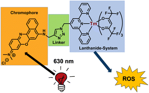 Graphical abstract: A phototoxic thulium complex exhibiting intracellular ROS production upon 630 nm excitation in cancer cells