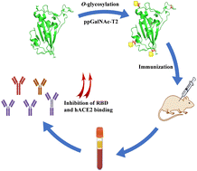 Graphical abstract: O-GalNAc glycosylation affects the immunogenicity of the receptor-binding domain (RBD) of SARS-CoV-2 spike protein