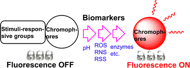 Graphical abstract: Multi-stimuli-responsive molecular fluorescent probes for bioapplications