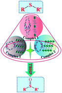 Graphical abstract: Polyoxometalate-based CuII/CoII complexes tuned using various metal–pyrazole loops: design, diverse architectures and catalytic activity toward the oxidation of thioether derivatives