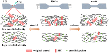 Graphical abstract: The role of crystallization and crosslinking in the hysteresis loss of vulcanized Eucommia ulmoides gum