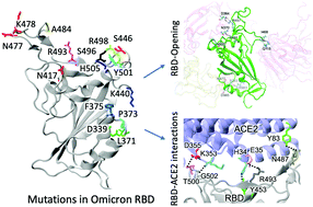 Graphical abstract: Significance of the RBD mutations in the SARS-CoV-2 omicron: from spike opening to antibody escape and cell attachment