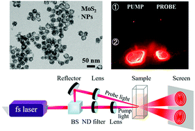 Graphical abstract: Light modulation based on the enhanced Kerr effect in molybdenum disulfide nanostructures with curved features