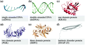 Graphical abstract: Role of ergodicity, aging, and Gaussianity in resolving the origins of biomolecule subdiffusion