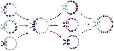 Graphical abstract: Exciton-vibrational dynamics induces efficient self-trapping in a substituted nanoring