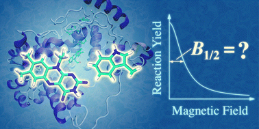 Graphical abstract: Magnetic field effects on radical pair reactions: estimation of B1/2 for flavin-tryptophan radical pairs in cryptochromes