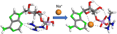 Graphical abstract: Insights into the binding of arginine to adenosine phosphate from mimetic complexes