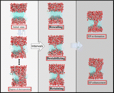 Graphical abstract: A molecular dynamics study of phospholipid membrane electroporation induced by bipolar pulses with different intervals