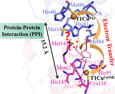 Graphical abstract: A molecular dynamics and quantum mechanical investigation of intermolecular interaction and electron-transfer mechanism between copper-containing nitrite reductase and redox partner pseudoazurin
