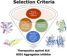 Graphical abstract: A computational strategy for therapeutic development against superoxide dismutase (SOD1) amyloid formation: effect of polyphenols on the various events in the aggregation pathway