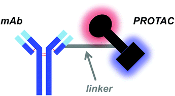 Graphical abstract: Degrader-antibody conjugates