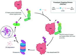 Graphical abstract: PROTACs: past, present and future