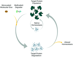 Graphical abstract: The importance of cellular degradation kinetics for understanding mechanisms in targeted protein degradation