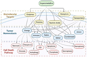 Graphical abstract: Organometallic anti-tumor agents: targeting from biomolecules to dynamic bioprocesses