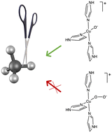 Graphical abstract: A computational mechanistic study of CH hydroxylation with mononuclear copper–oxygen complexes