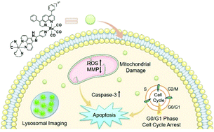 Graphical abstract: Novel heterobimetallic Ir(iii)–Re(i) complexes: design, synthesis and antitumor mechanism investigation