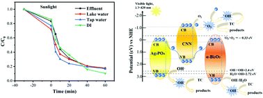 Graphical abstract: A novel g-C3N4 nanosheet/Ag3PO4/α-Bi2O3 ternary dual Z-scheme heterojunction with increased light absorption and expanded specific surface area for efficient photocatalytic removal of TC