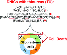 Graphical abstract: Cationic dinitrosyl iron complexes with thiourea exhibit selective toxicity to brain tumor cells in vitro