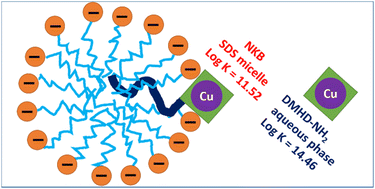 Graphical abstract: Interactions of neurokinin B with copper(ii) ions and their potential biological consequences