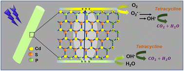 Graphical abstract: Preparation of P-doped CdS nanorods as an efficient photocatalyst for the degradation of the emerging pollutant tetracycline antibiotic under blue LED light irradiation