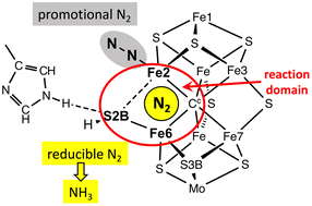 Graphical abstract: The binding of reducible N2 in the reaction domain of nitrogenase