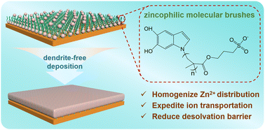 Graphical abstract: Molecular brush: an ion-redistributor to homogenize fast Zn2+ flux and deposition for calendar-life Zn batteries