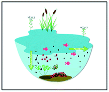 Graphical abstract: A comprehensive estimate of the aggregation and transport of nSiO2 in static and dynamic aqueous systems