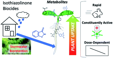 Graphical abstract: Rapid plant uptake of isothiazolinone biocides and formation of metabolites by hydroponic Arabidopsis