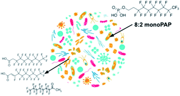 Graphical abstract: The human fecal microbiome contributes to the biotransformation of the PFAS surfactant 8:2 monosubstituted polyfluoroalkyl phosphate ester