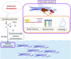 Graphical abstract: A study to assess the health effects of an anticancer drug (cyclophosphamide) in zebrafish (Danio rerio): eco-toxicity of emerging contaminants