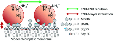 Graphical abstract: Sulfolipid density dictates the extent of carbon nanodot interaction with chloroplast membranes