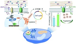 Graphical abstract: Nanomaterial-induced modulation of hormonal pathways enhances plant cell growth