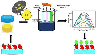Graphical abstract: A molecularly imprinted polymer based on a novel polyaniline–zinc sulfide nanocomposite for electrochemical detection of trimethylamine N-oxide