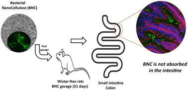 Graphical abstract: Assessment of the gastrointestinal fate of bacterial nanocellulose and its toxicological effects after repeated-dose oral administration